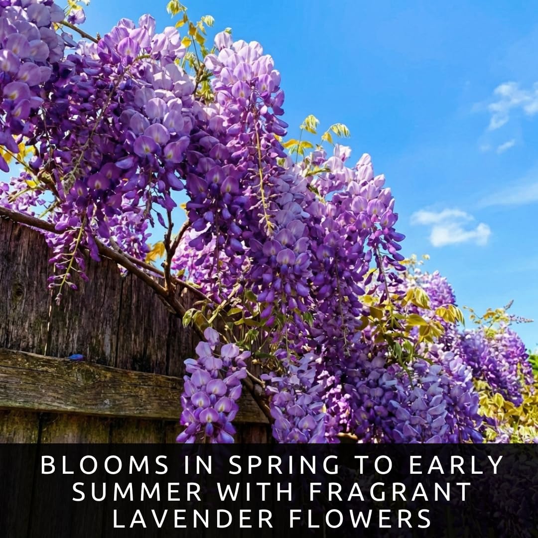 2 Wisteria Live Plants 1–2 Ft Tall – Flowering Wisteria Vine (Wisteria Floribunda) – Fast Growing Climbing Plant for Garden, Trellis, Pergola & Bonsai Training (2 Live Plants)
