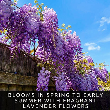 2 Wisteria Live Plants 1–2 Ft Tall – Flowering Wisteria Vine (Wisteria Floribunda) – Fast Growing Climbing Plant for Garden, Trellis, Pergola & Bonsai Training (2 Live Plants)