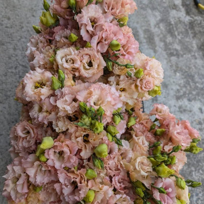 Apricot Lisianthus Eustoma Lisianthus Live Plant, Flowers Well Rooted Plug, 3-5'' Tall, Rose Plant for Landscape
