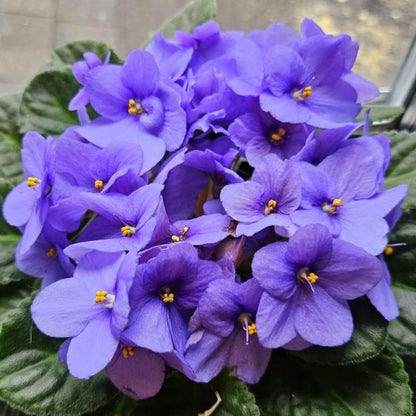 Light Blue African Violet Plant, Perennial African Violet Live Plants in 4 Inch Pot, Violets Live Plants Houseplant for Indoor Garden
