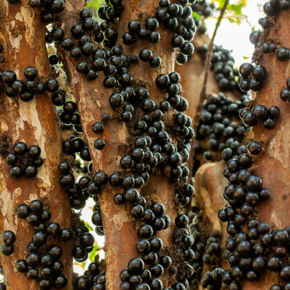 1 Years Old Black Jaboticaba Tree Live Plant No Pot, 1 Feet Tall, Well-Rooted and Fast-Growing Brazilian Jabuticaba Grapetree