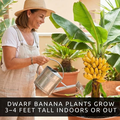 Dwarf Banana Seeds for Planting – Great for Bonsai - Non-GMO Banana Tree Seeds – Tropical Fruit Seeds for Indoor & Outdoor Growing – Grow Your Own Banana Plant (30 Seeds)