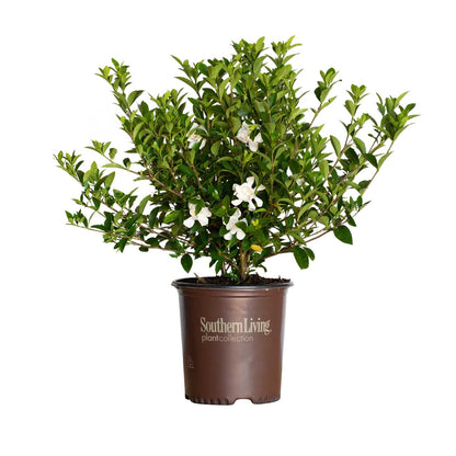 Jubilation Gardenia (2 Gallon) Flowering Evergreen Shrub with Fragrant White Blooms - Full Sun to Part Shade Live Outdoor Plant/Bush - Southern Living Plants