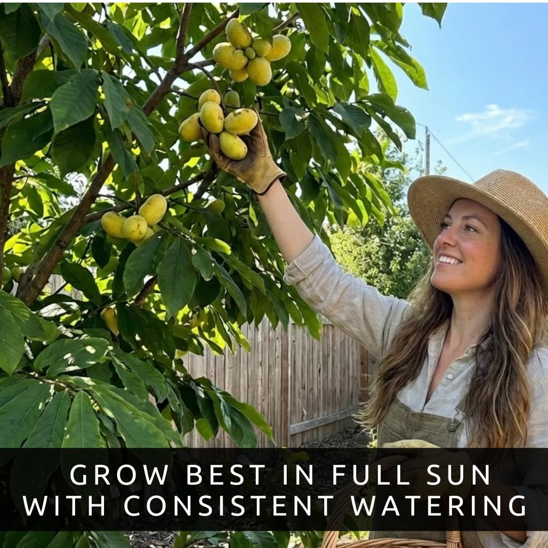 Pawpaw Tree Live Plants (Asimina triloba) – 1-2 Feet Tall Hardy Native Fruit Trees – Produces Delicious Tropical-Flavored Pawpaw Fruit – Fast Growing Backyard Orchard Plant (3 Trees)