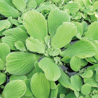 PlantBros Bundle of 3 Water Lettuce Aquatic Live Plant Pistia Stratioes Floating