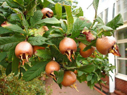 8-12" Tall Royal Medlar Tree, Mespilus Germanica, grafted Plant