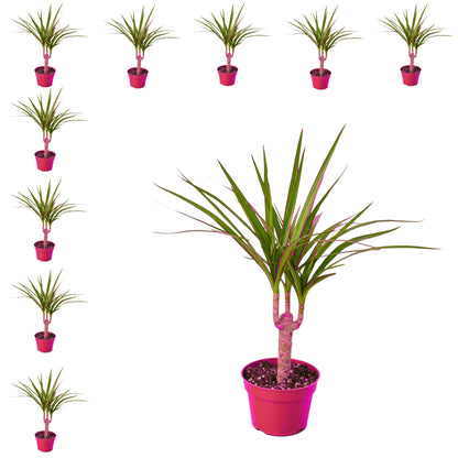 10 Pack Dracaena Marginata Cane in 4in Pot - Live Plants Tropical Houseplants | Variegated | USA Growers | The Snobby Leaf