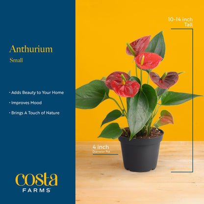 Costa Farms Anthurium, Flamingo Flower Live Plant in Decorative Pot, Air Purifying Flowering Indoor Houseplant, Home, Room, or Office Decor, House Warming or Birthday Gift, 10-14 Inches Tall