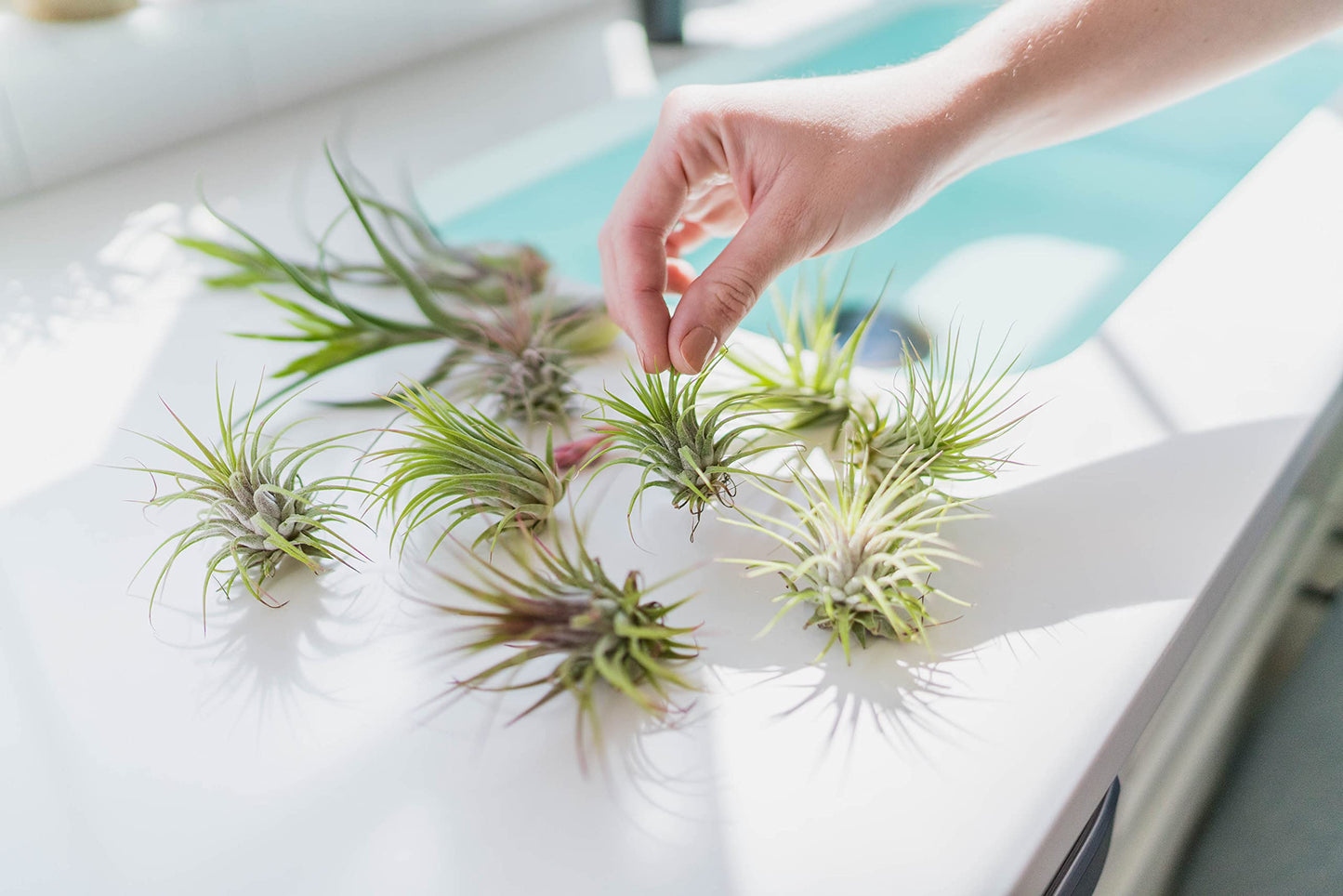 Tillandsia Caput Medusae Air Plants - Live Succulent House Plants - Available in Wholesale and Bulk - Home and Garden Decor - Easy Care Indoor/Outdoor Air Plant (Pack of 5)