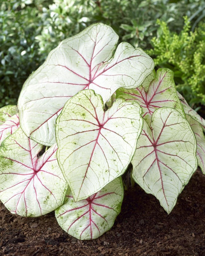 10 White Queen Caladium Bulbs for Planting - Perennial Hosta, Elephant Ears, Fancy (10 Bulbs)