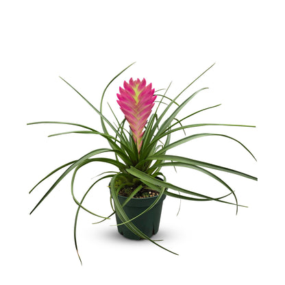 Bumble Plants Tillandsia Cyanea 'Pink Quill' Bromeliad Live Plants [Winter Thermal Packaging Included] | Vibrant Indoor Air Plant with Long-Lasting Pink Bracts& Purple-Blue Blooms, Pet-Friendly