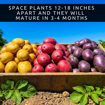 Seed Potatos Grow Pack - 3 Types, Yukon Gold, Red Pontiac, Purple Majesty - Pick the Weight You Want- Get All 3 Types (6 Pounds - 2 Pounds of Each Type) Easy to Grow, Great Flavor