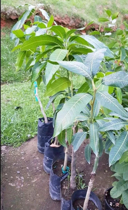 Live Plant - Grafted (Pineapple) Mango 2'-3'