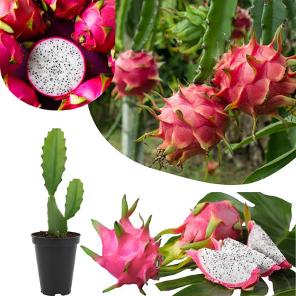 White Dragon Fruit Live Plant, Tropical Sweet Fruit Plant, Well Rooted in 4'' Pot, Ready to Grow