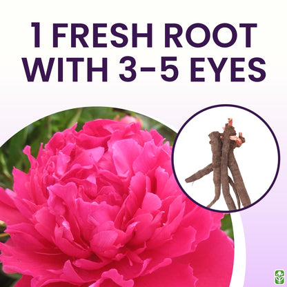 Peony Bare Root with 3-5 Eyes – Felix Supreme Peonies for Outdoor Planting – A Better Alternative to Bulbs and Seeds