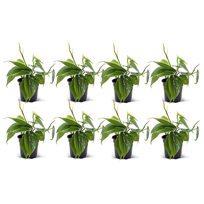 8 Pack Live Heartleaf Green Philodendron, Philodendron Hederaceum, Potted Houseplant, Gardening Gift, Birthday Gift, Sympathy Gift, Plant Lover Gift in 4" Pot
