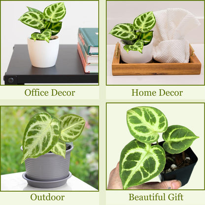 Anthurium Live Plant with 2" Planter - Anthurium Silver Blush - Easy to Care and Grow Air Purifying Indoor House Plants - Flowers for Home Office Wedding Decor & Giftable (Heat Pack Included)