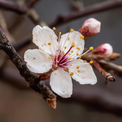 2 Purpleleaf Sand Cherry Shrubs/Trees - 24-36" Tall Live Plants - Purple Leaf Cistena Plum Bushes - Prunus x cistena - (2 Pack)