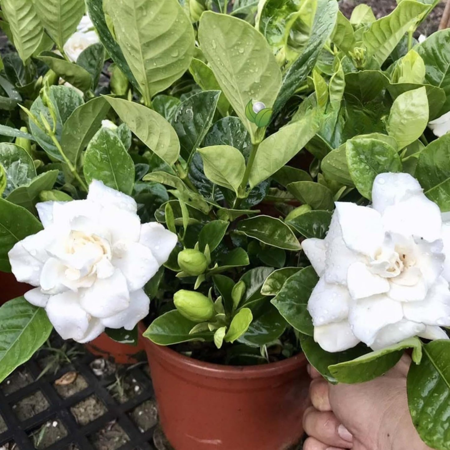 2 Jasmine Plant Live, Frost Proof Gardenia Plants Cape Jasmine Live Plant Between 5 and 7Inc Tall Outdoor Planting Indoor
