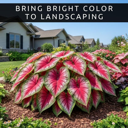Caladium Bulbs for Planting - Mixed Colors, Growers Choice - Long Blooming Blend (12 Bulbs)