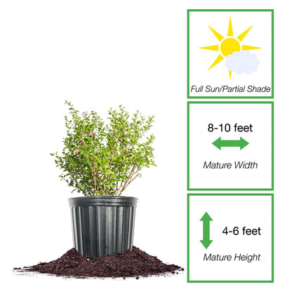 Perfect Plants Goji Berry Bush in 1 Gallon Grower's Pot | Delicious Wolfberry for Outdoor Planting | Fresh Antioxidant Packed Fruits | Fully Mature for Home Gardens