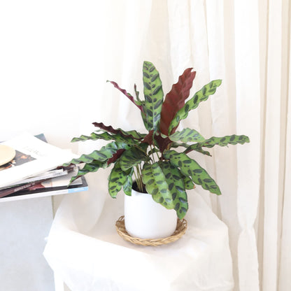 Calathea Lancifolia Rattlesnake Plant (4" Grower Pot) - Healthy Houseplant - Easy Care Indoor Houseplant