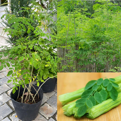 4 Live Moringa Trees Plants, Cold Hardy for Outdoor Garden, Zones 4-9, Well-Rooted Plant in Pot, Moringa Oleifera Malunggay Horseradish Trees