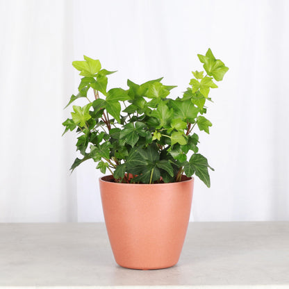 Thorsen's Greenhouse Live Green English Ivy Plant, Hedera Helix, Natural Air Purifier, Easy to Grow, Live Indoor Houseplant, 4" Diameter Pot (Terra Cotta)
