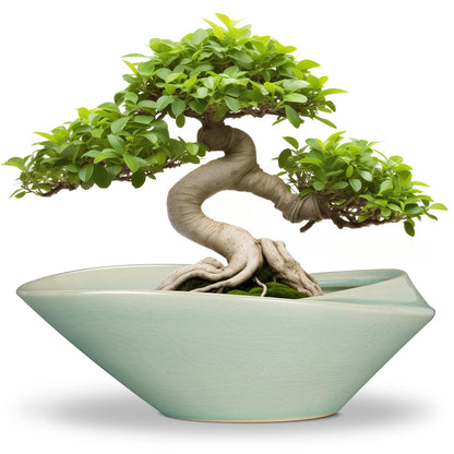 EPFamily Bonsai Pot - 12 Inch Ceramic Planter Pot with Drainage Hole Large Modern Planter Decorative Glazed Succulent Plant Pot for Indoor Outdoor Plants Green