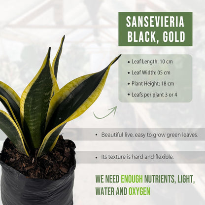 LEAL PLANTS ECUADOR Caladium Limelite Fancy, Begonia Cruz de Hierro, Echeveria Dark Purple, Epipremnum Aureum, Sansevieria Black & Gold (Pack of 5) Live Plant Perfect for Indoor & Outdoor