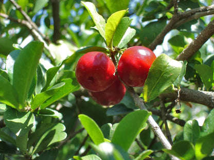 Barbados Cherry Tree - Live Plant in a 4 Inch Grower's Pot - Malpighia Emarginata - Edible Fruit Bearing Tree for The Patio and Garden