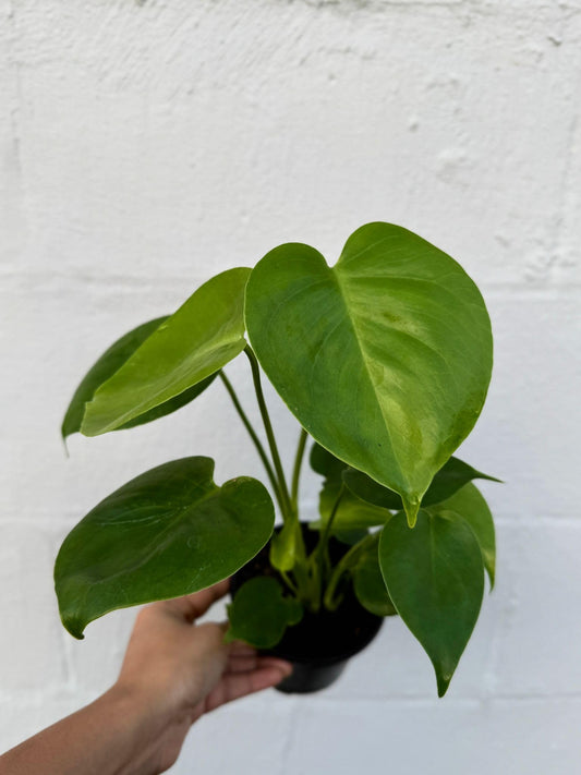 PLANTVERS Monstera Deliciosa in a 4" Grow Pot | Swiss Cheese Monstera | Tropical Houseplant | Easy Care Indoor Plant | Air Purifying Plant | Low Maintenance Indoor Plant