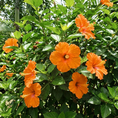 7 Hibiscus Cutting, Well-Rooted Hibiscus Flowers, Tropical Flowering for Indoor Outdoor Planting (Orange)