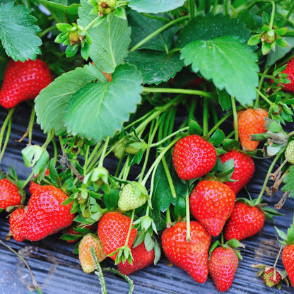 25 Strawberry Bare Roots, Strawberry Plant Live, 5 to 7 Inc Tall, Fruit Garden Indoor Outdoor, Easy to Plant