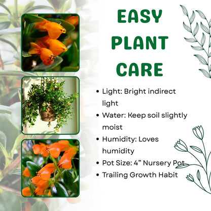 Goldfish Plant Live, Trailing Indoor Houseplant in 4 Inch Pot for Hanging Planters