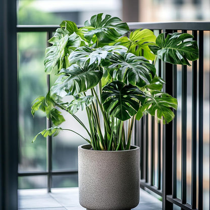 70pcs Variegated Monstera Seeds – Green & White Tropical Foliage Plant Seeds for Planting, Easy to Grow Indoor & Outdoor Houseplant, Decorative Jungle Vibe Seeds for Home or Garden