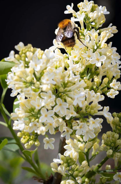 Primrose Yellow French Lilac (Syringa) Live Plant – Rare Yellow Lilac Shrub – Fragrant Spring Flowers – Cold Hardy Ornamental Bush – Starter Plant