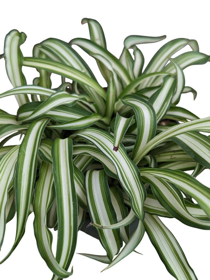 Spider Plant Live Indoor Plants, 4 Inch Pots, Set of 3, Bonnie Curly Variety