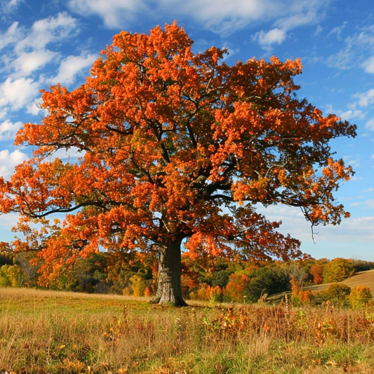 Oak Tree Live Plant, Oak Shades Tree in Quart Pot, Dormant in Winter, 6-12'' Tall, Ready to Grow Seedlings (White Oak)