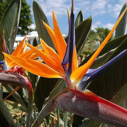 SeedsUP - 3+ Seeds Bird of Paradise Crane Flowers Strelitzia Garden - Flower Orange