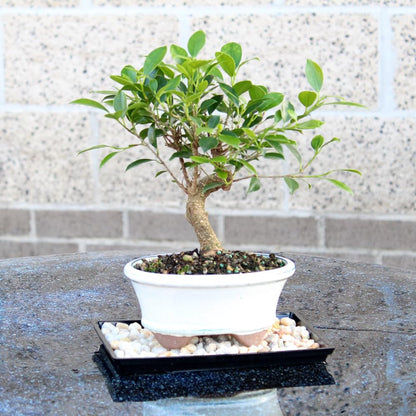 Brussel's Bonsai - Live Golden Gate Ficus Bonsai Tree with Ceramic Bonsai Pot & Humidity Tray, Indoor Bonsai Plant, 7 Years Old, 8-16 Inches Tall, Easy Care Houseplant for Home or Office (Medium)