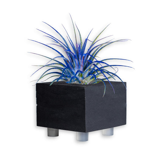Air Plants - Tillandsia Ionantha - Organically Enhanced Color - Live Arrival Guaranteed - House Plants for Home Decor & Gift (Blue_Bell_1_Pk+Planter)