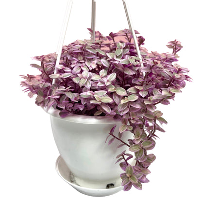 Live Succulents 4.5 Inch Pink Lady Callisia Repens with Hanging Basket - Turtle Vine Succulents Plants Live - Fully Rooted Easy to Grow Houseplants for Home Office Wedding Decor & Gift