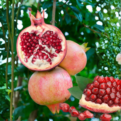 1 Year Old Pomegranate Tree Live Plant, Sweet Red Pomegranate Starter Size Seedling in 4" Pot, for Indoor Outdoor Spring Growing