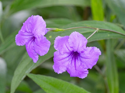 Purple Mexican Petunia Plants – Mexican Bluebell Pack of 2 Live Starter Plants (6-8 Inches Tall) – Ruellia brittoniana, Purple Showers, Fast-Growing