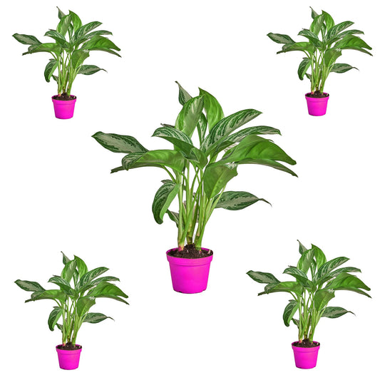 5 Pack Chinese Evergreen 'Silver Bay' - in 6in Pot - Live Plants Tropical Houseplants | Variegated | USA Growers | The Snobby Leaf