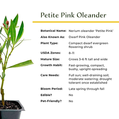 6 Petite Pink Oleander – Dwarf Evergreen Rosey Flowering Shrub for Hedges, Borders & Containers (Nerium Oleander ‘Petite Pink’) in 2.5″ Cubes, Live Plants