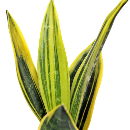 Live Snake Plant, Sansevieria Golden Flame, Mother's Day Gift, Plant Lover Gift, Housewarming Gift, Fully Rooted Houseplant, Variegated Plant, Co-Worker Gift, Birthday Gift in 4" Pot