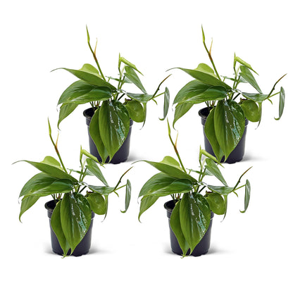4 Pack Live Heartleaf Green Philodendron, Philodendron Hederaceum, Indoor Potted Vine Houseplant, Christmas Gift, Office Plant, Trailing Gardening Gift, Birthday Gift in 4" Pot