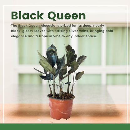 Live ZZ Plant Black Queen (Zamioculcas zamiifolia) in 4'' Pot – Rare Low-Light Indoor Houseplant with Deep Purple-Black Foliage, Similar to Raven ZZ – Easy to Grow Home & Office (Heat Pack Included)